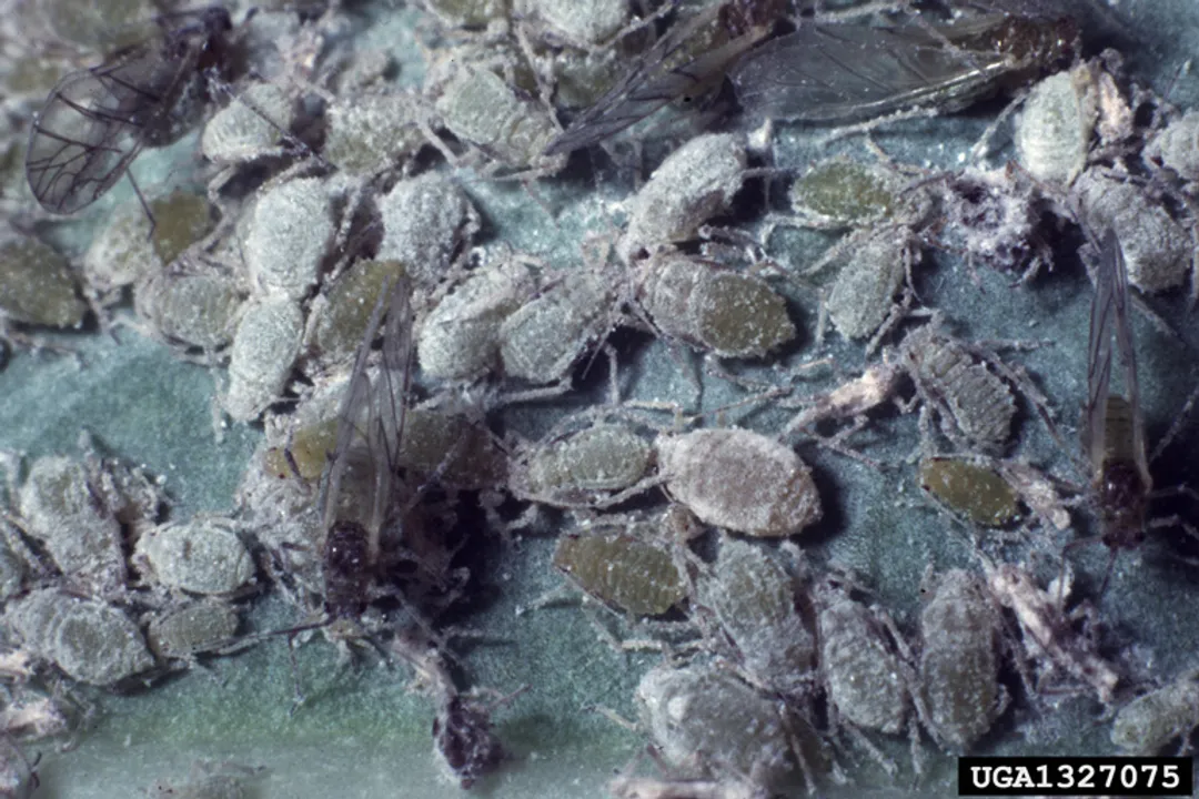 Yellow Aphids Diet, Honeydew Soot