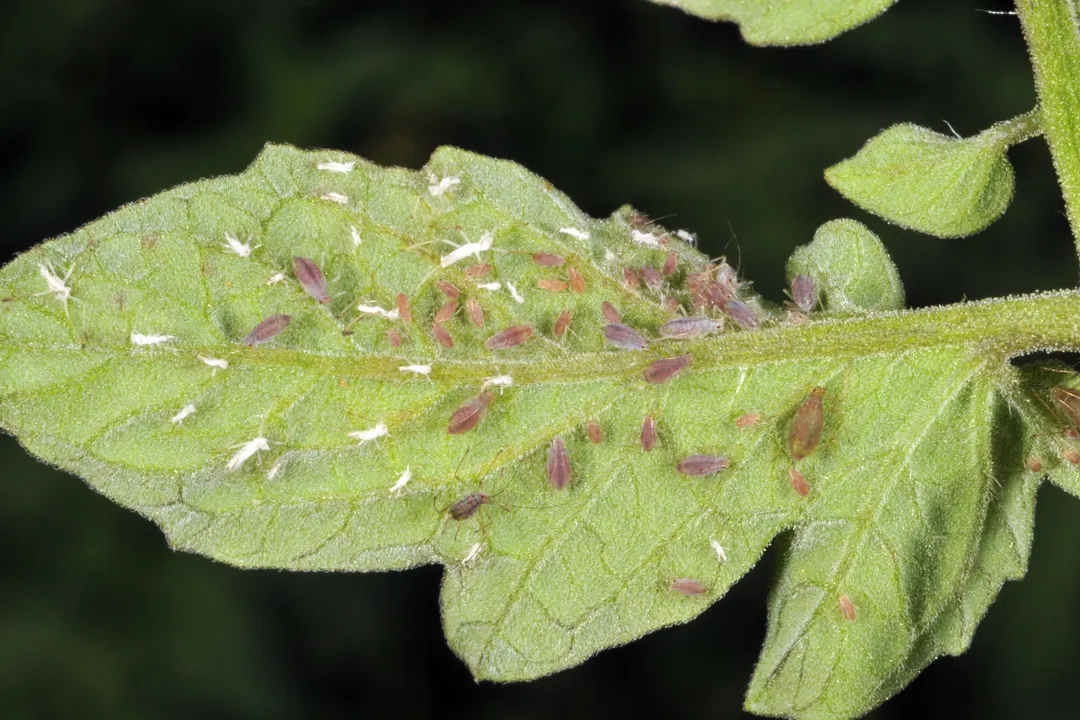Yellow Aphids Diet, Species Types