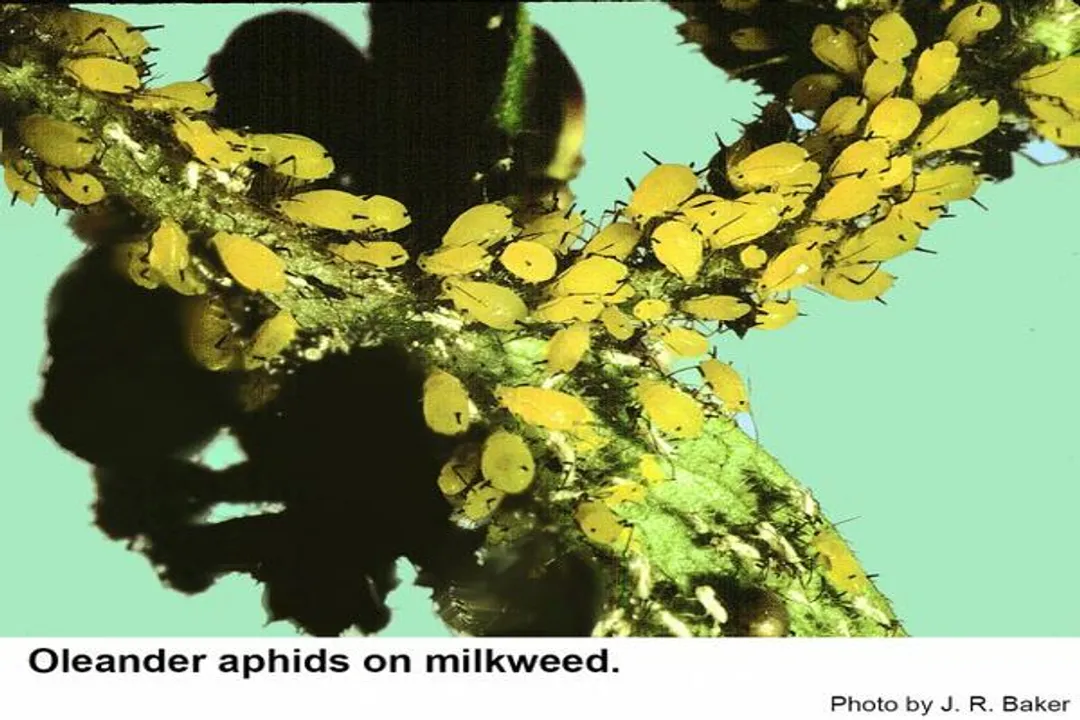 Yellow Aphids Locations, Specialist Hosts