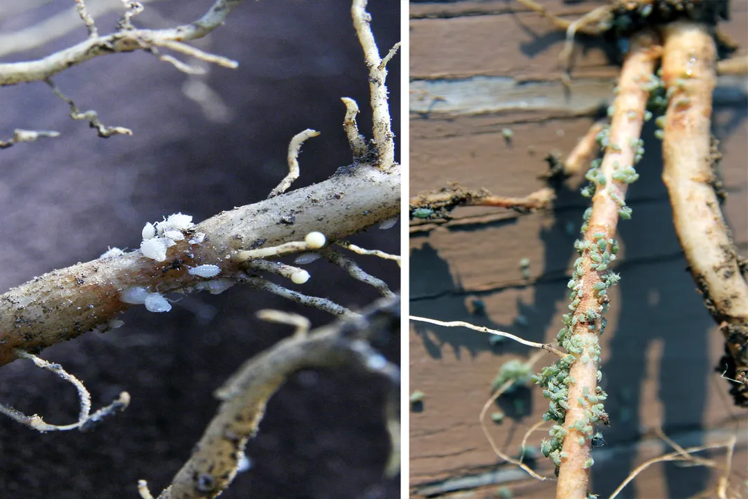 Yellow Aphids Locations, Observation Tactics