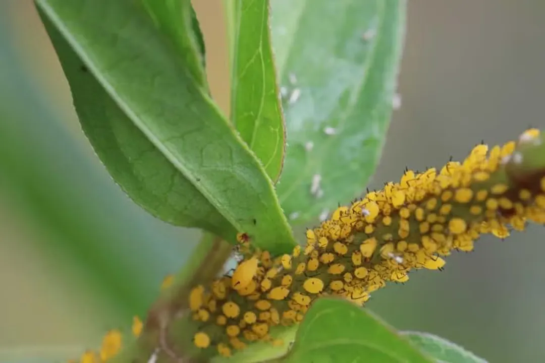 Yellow Aphids Physical Characteristics, Basic Look