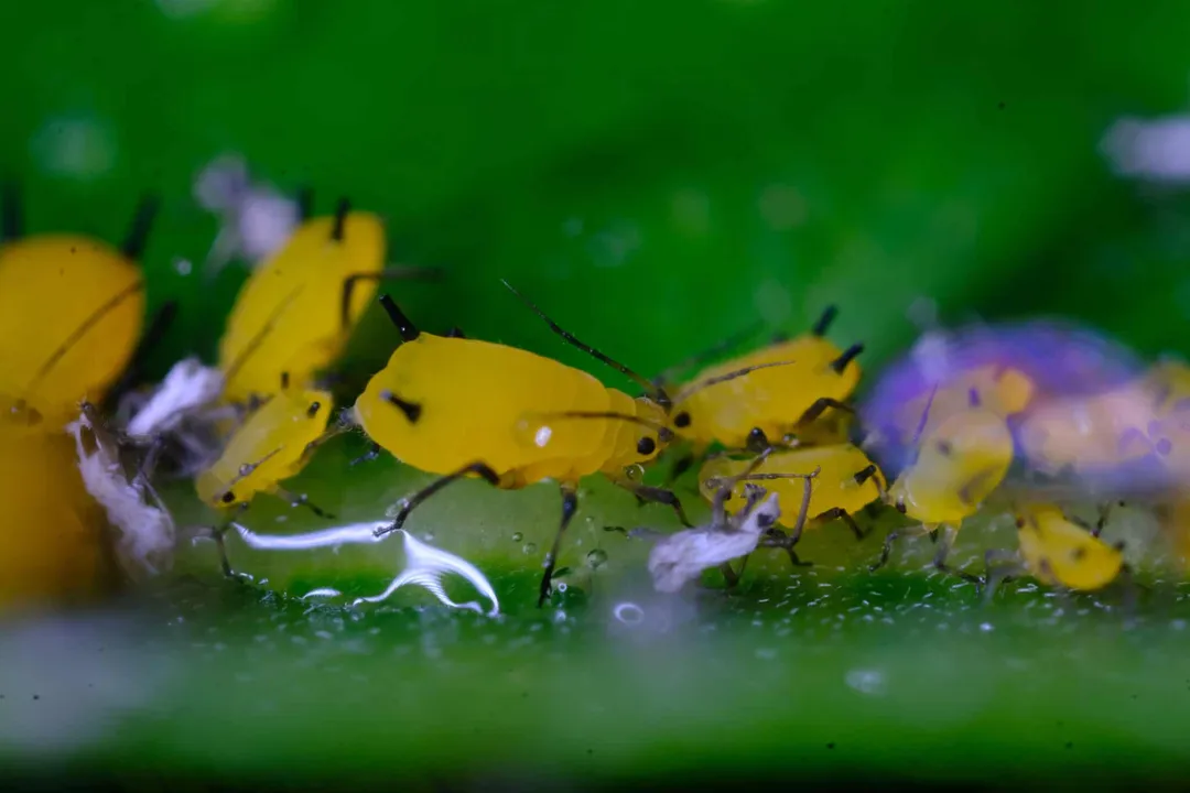 Yellow Aphids Scientific Classification