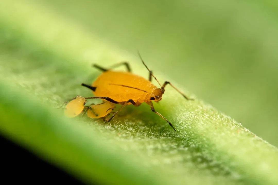 Yellow Aphids Scientific Classification, Formal Ranks