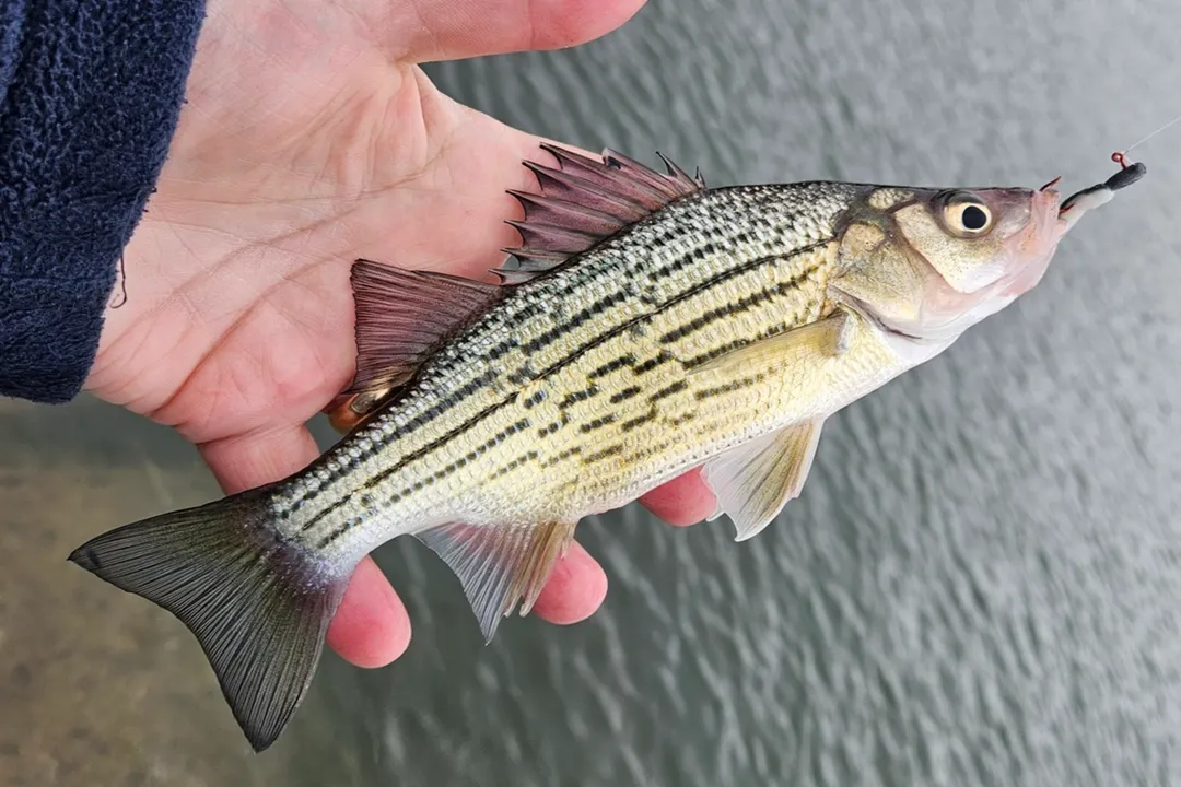 Yellow Bass Diet, Mature Menu