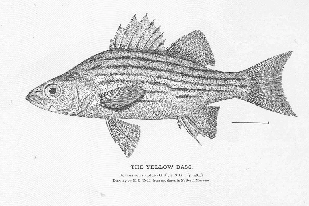 Yellow Bass Evolution, Body Markings