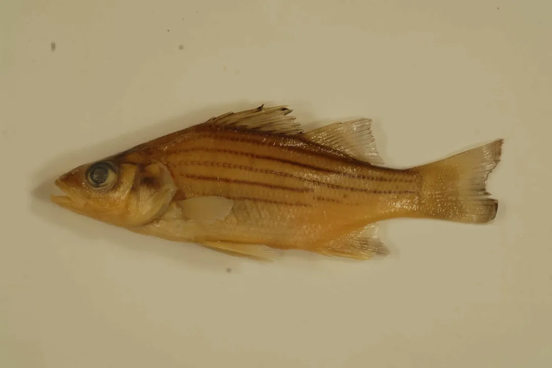 Yellow Bass Evolution, Taxonomic Identity