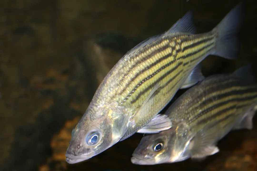 Yellow Bass Evolution, Morone Relatives