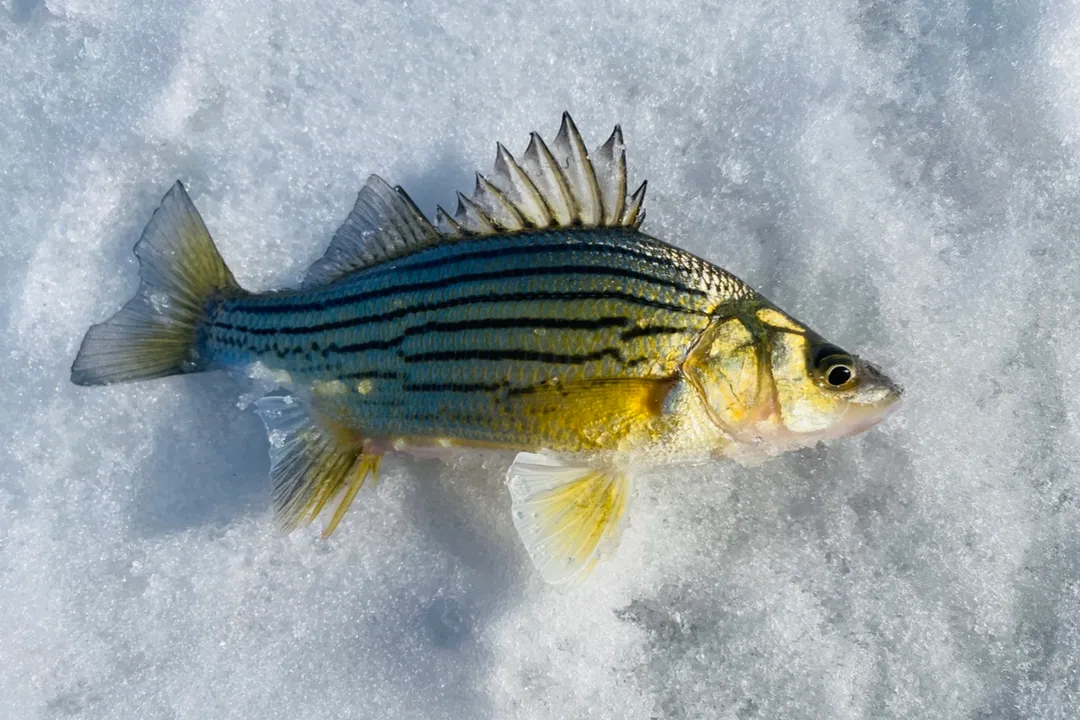 Yellow Bass Facts, Angling Tactics
