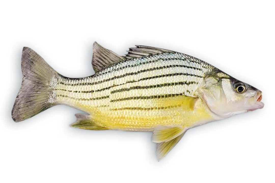 What is the historical native territory of the Yellow Bass centered upon?