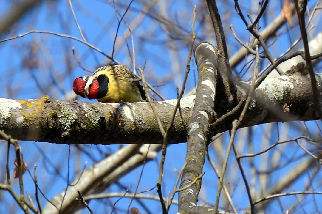 Yellow Bellied Sapsucker Diet, Sap Drilling