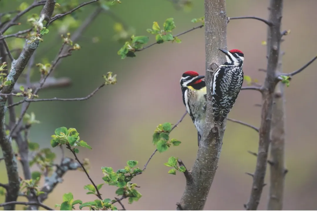Yellow Bellied Sapsucker Evolution, Specialized Feeding