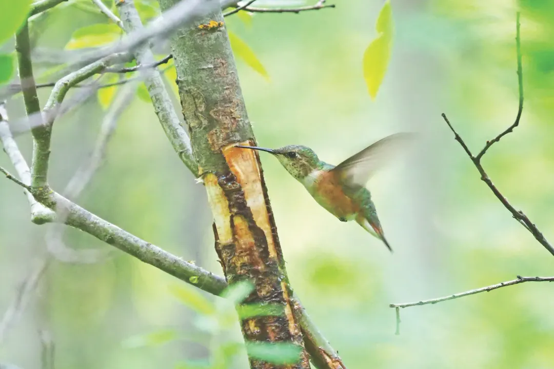 Yellow Bellied Sapsucker Evolution, Evolutionary Divergence
