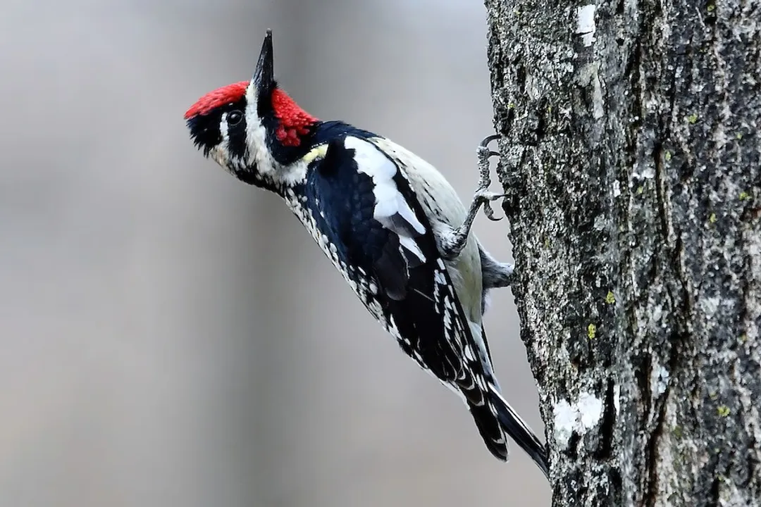 Yellow Bellied Sapsucker Locations, Regional Sightings
