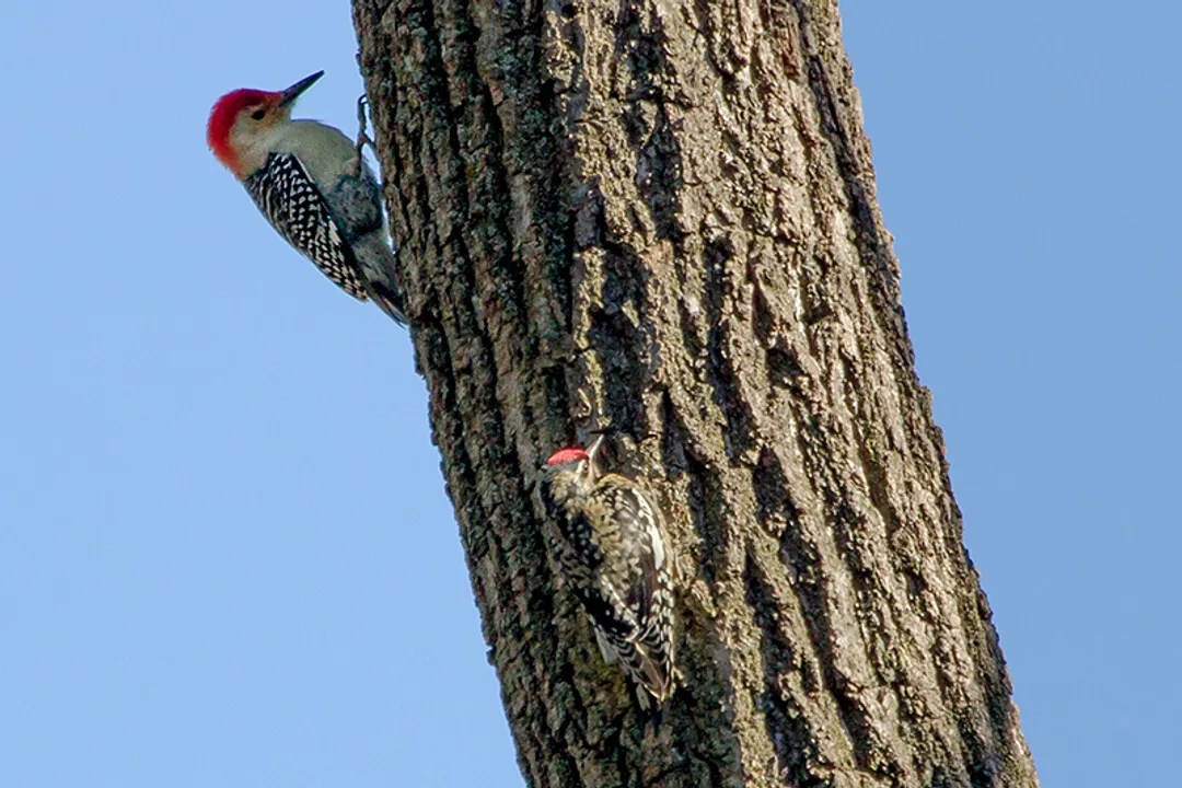Yellow Bellied Sapsucker Physical Characteristics, Size and Shape