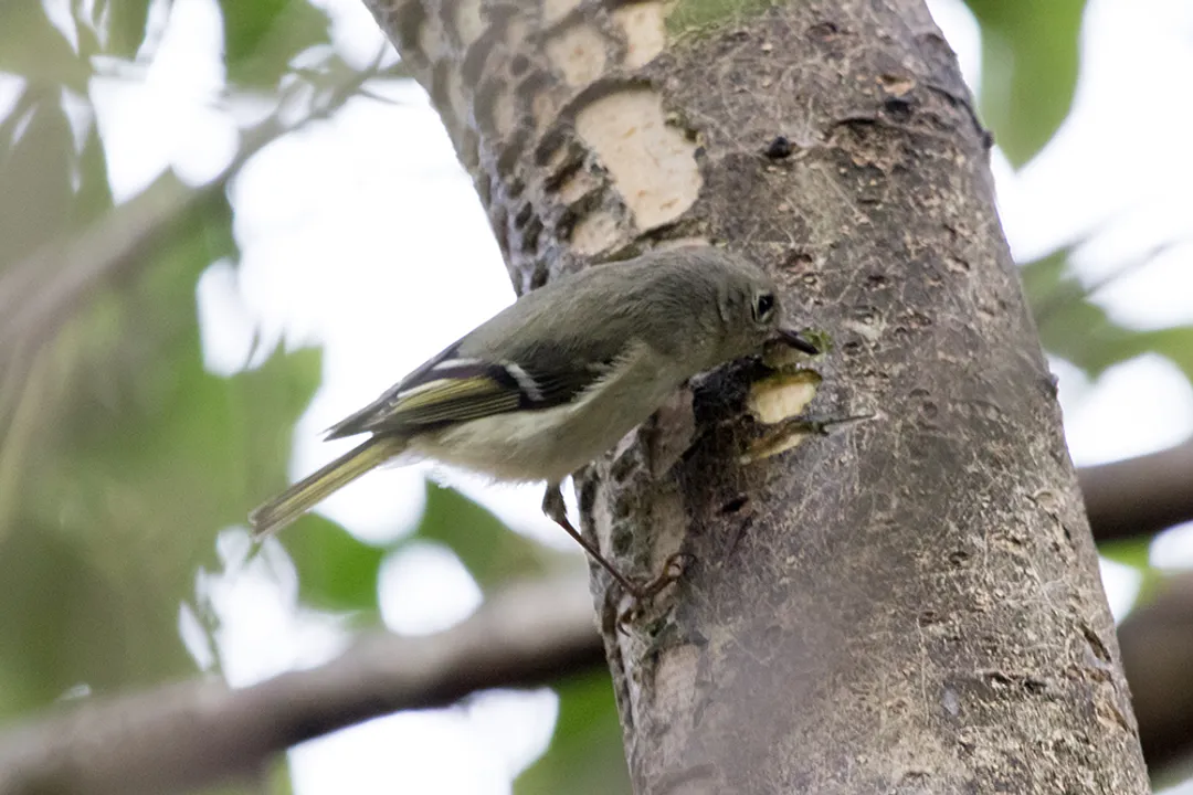 Yellow Bellied Sapsucker Physical Characteristics, Sexual Dimorphism