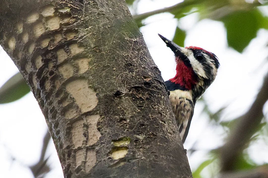 Yellow Bellied Sapsucker Physical Characteristics, Adult Plumage
