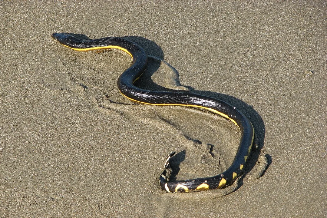 Yellow-Bellied Sea Snake Diet, Venom Deployment