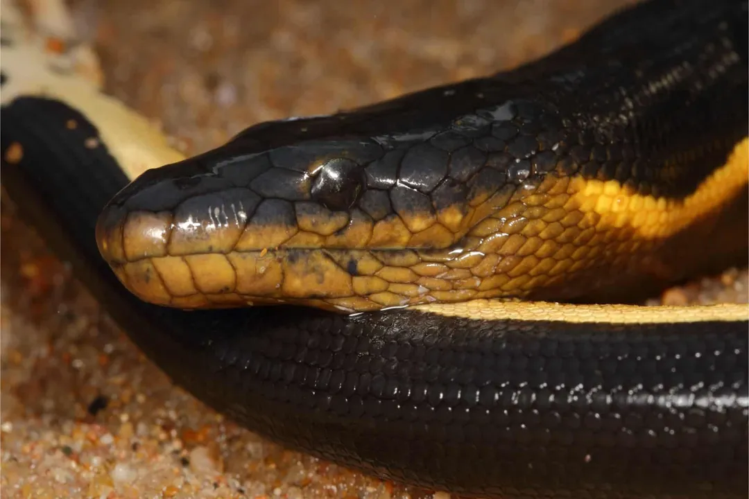 Yellow-Bellied Sea Snake Diet, Pelagic Ambush