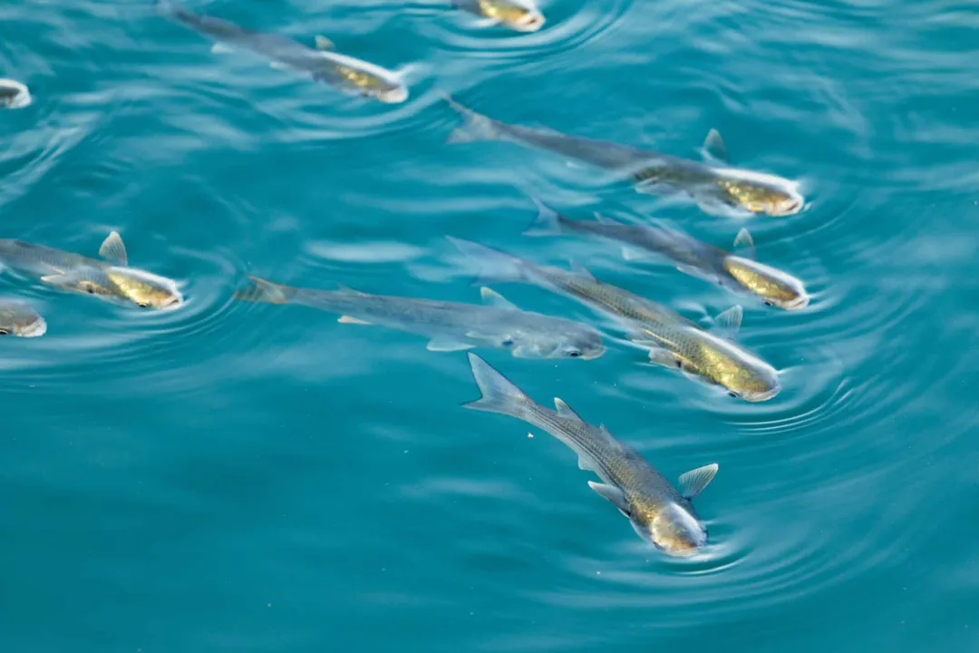 Yellow-Bellied Sea Snake Evolution, Physical Shifts