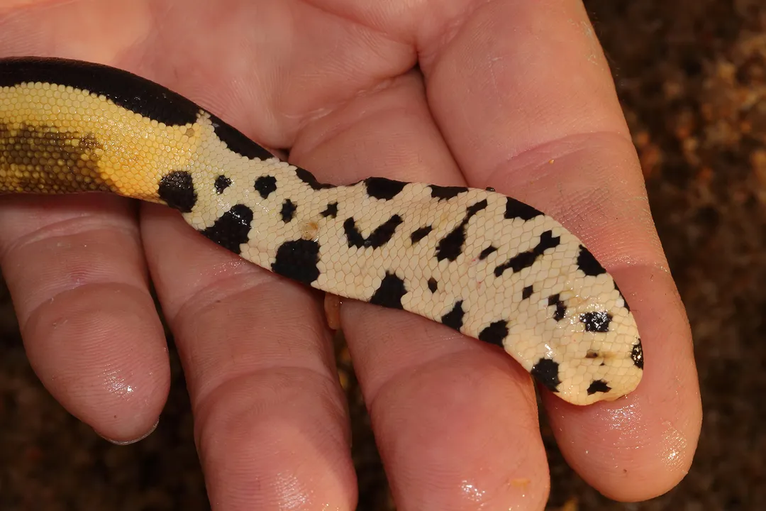 Yellow-Bellied Sea Snake Evolution, Oceanic Forms