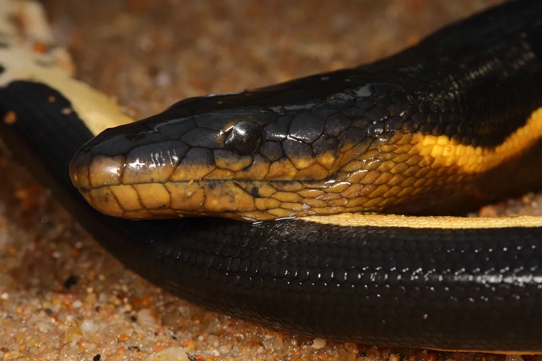 Yellow-Bellied Sea Snake Evolution