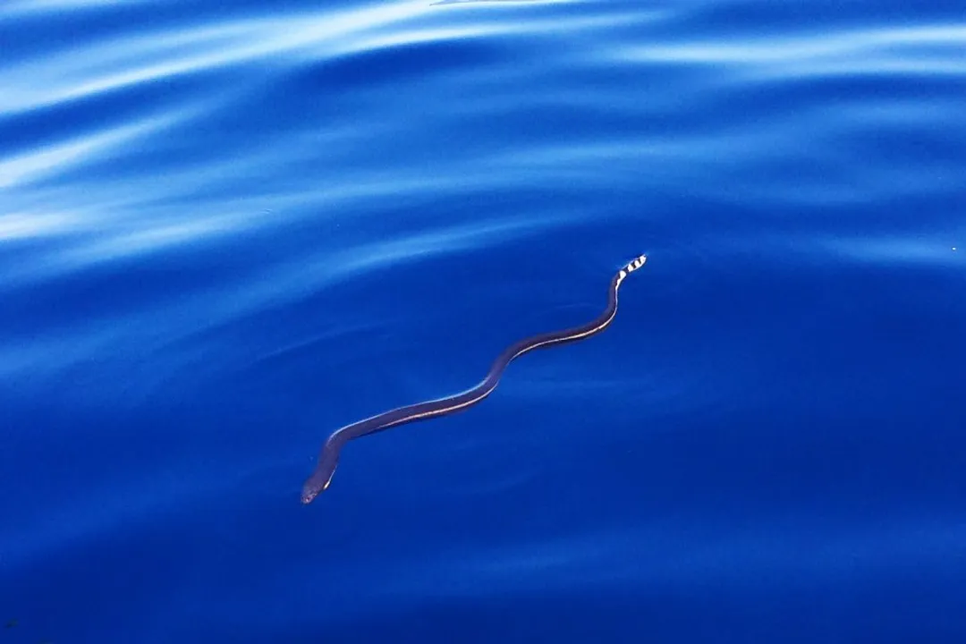 Yellow-Bellied Sea Snake Evolution, Naming Shifts
