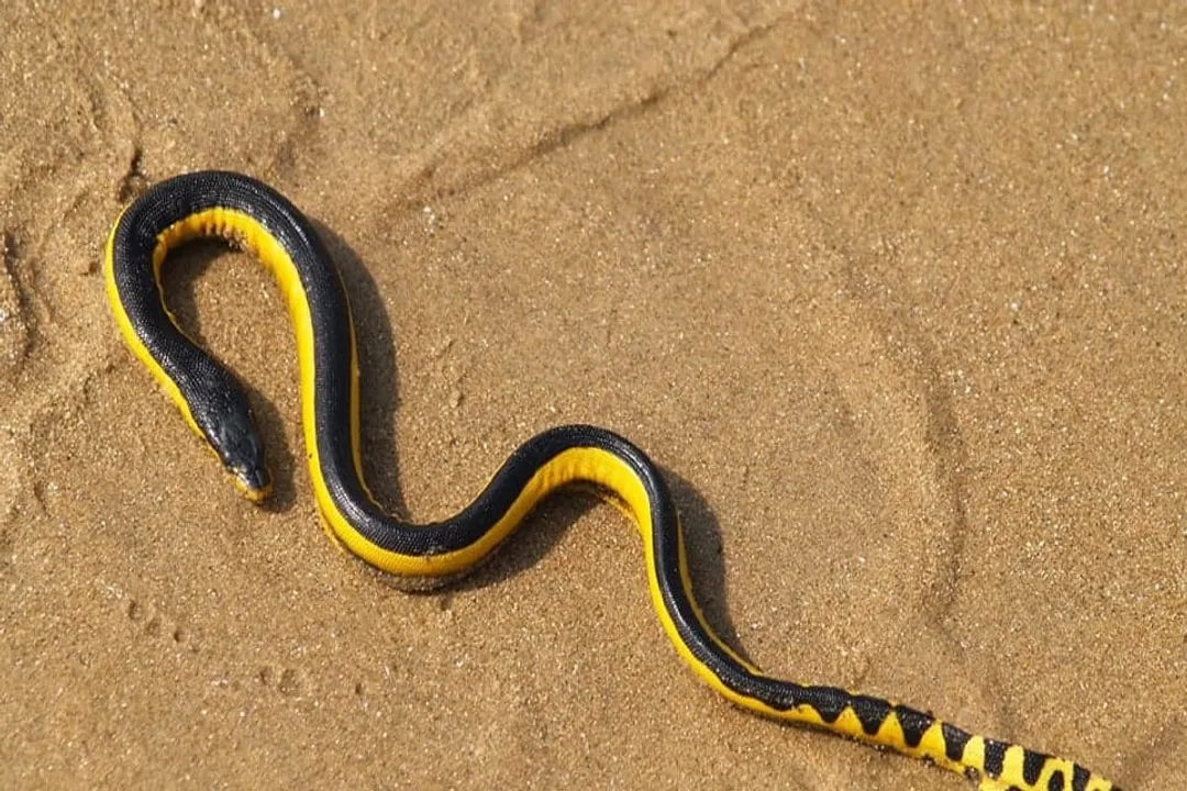 Yellow-Bellied Sea Snake Facts, Naming History