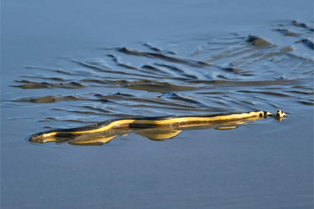 Yellow-Bellied Sea Snake Locations, Oceanic Spread