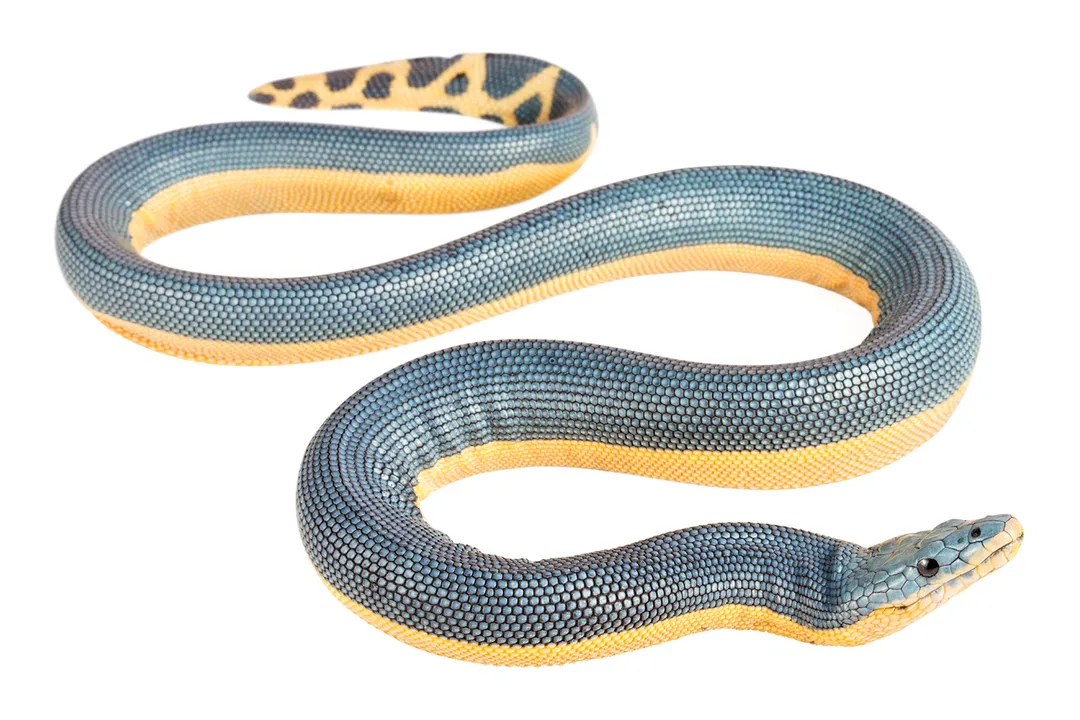 Yellow-Bellied Sea Snake Locations, Drifting Life
