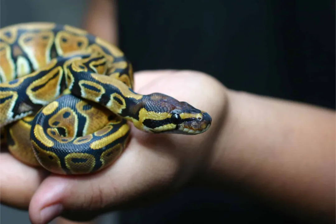 Yellow Belly Ball Python Diet, Prey Selection and Size