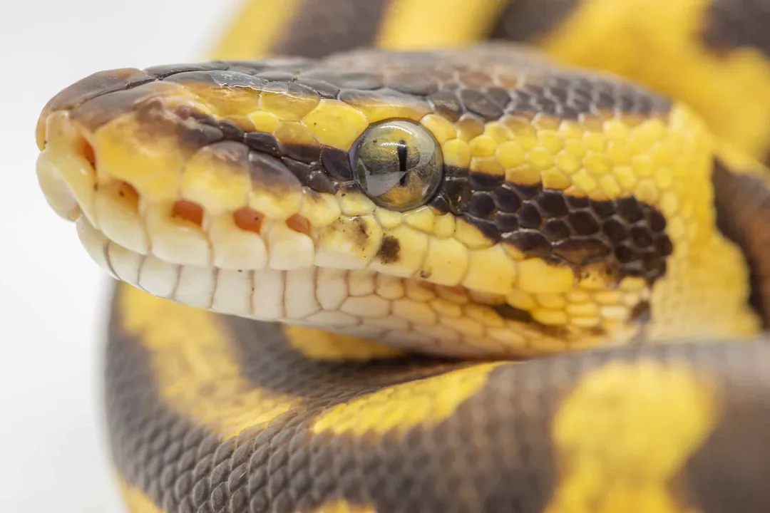 Yellow Belly Ball Python Evolution
