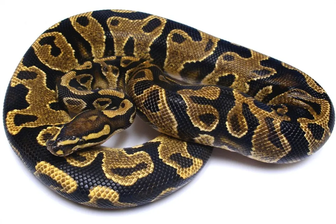 Yellow Belly Ball Python Physical Characteristics, Color Brightness