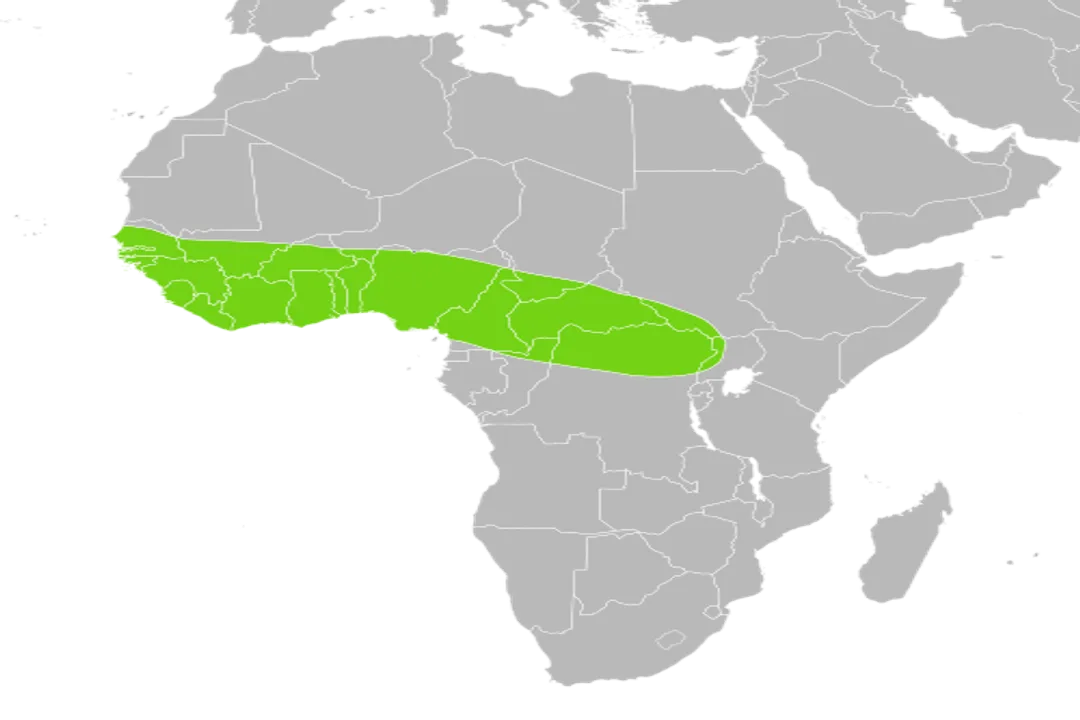 Yellow Belly Ball Python Scientific Classification, The Yellow Belly Designation