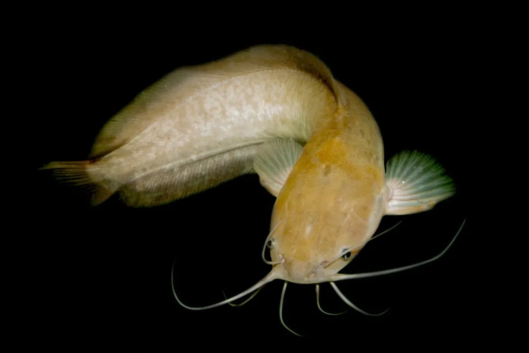 Yellow Bullhead: Adaptable American Catfish Facts