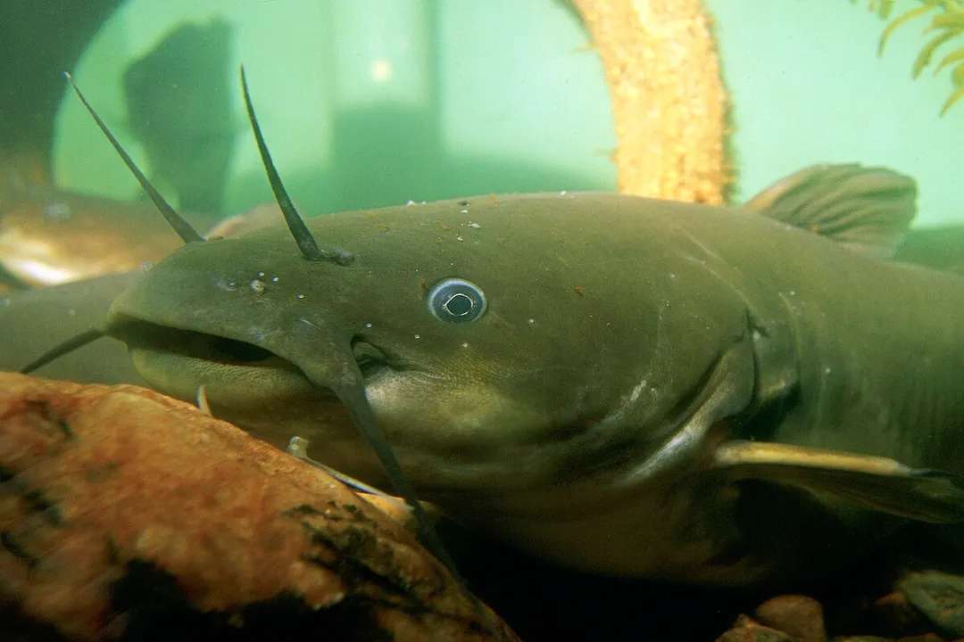 Yellow Bullhead: Adaptable American Catfish Facts, Nocturnal Foraging