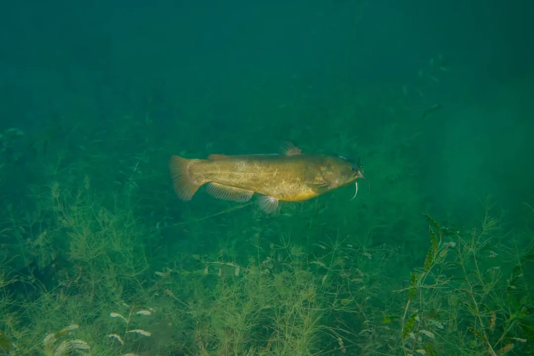 Yellow Bullhead: Adaptable American Catfish Physical Characteristics, Body and Size