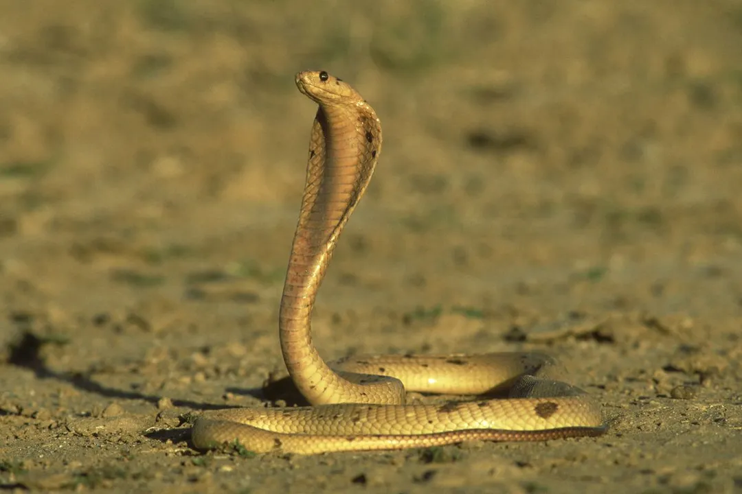 Yellow Cobra Facts, Coloration Diversity