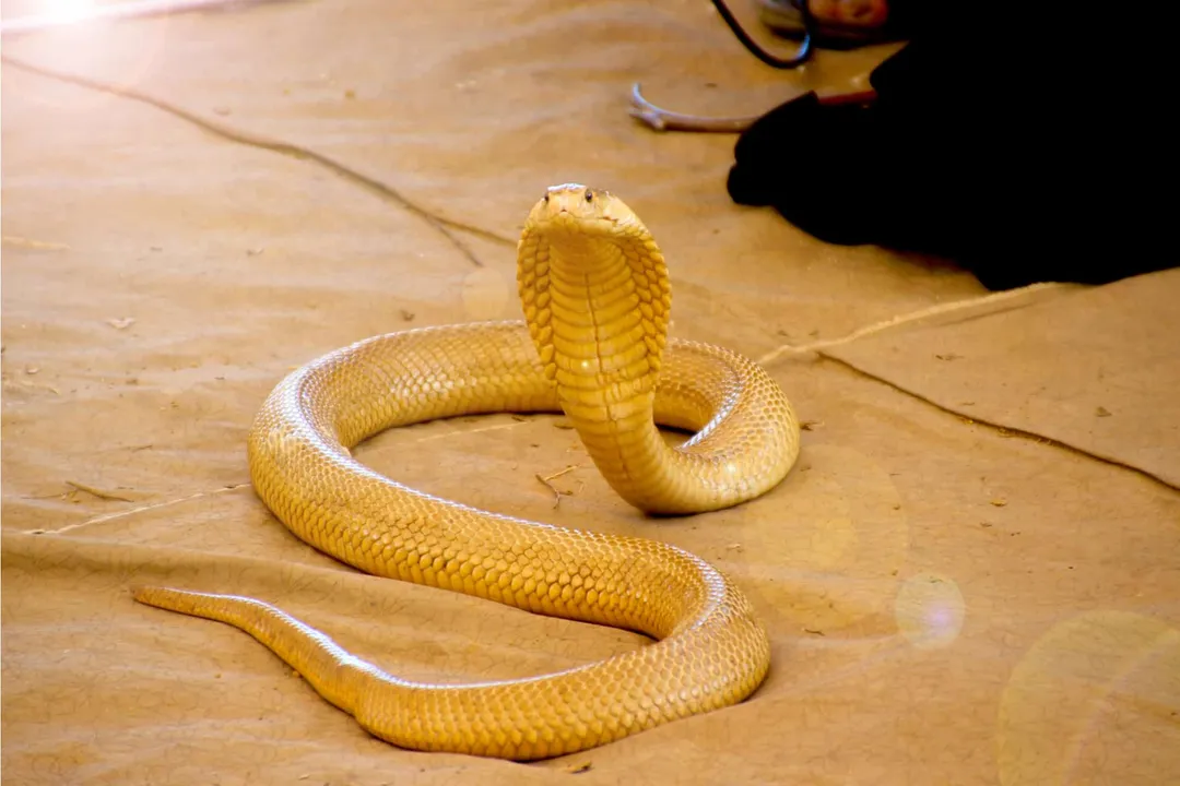 Yellow Cobra Physical Characteristics, Color Variance