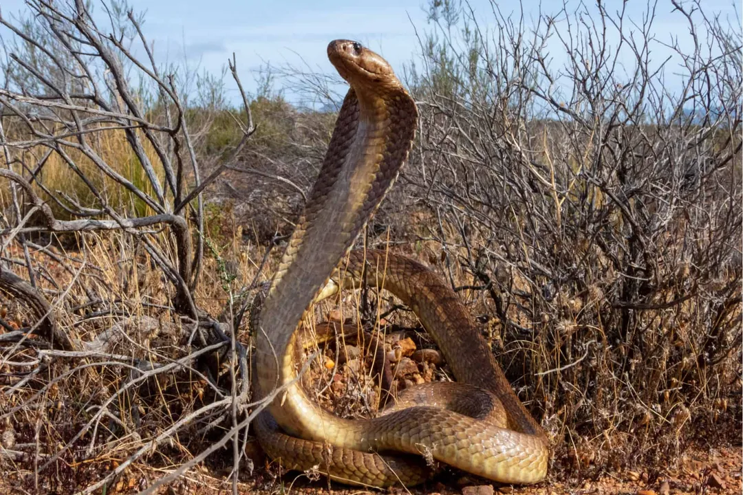 Yellow Cobra Physical Characteristics, Size and Stature