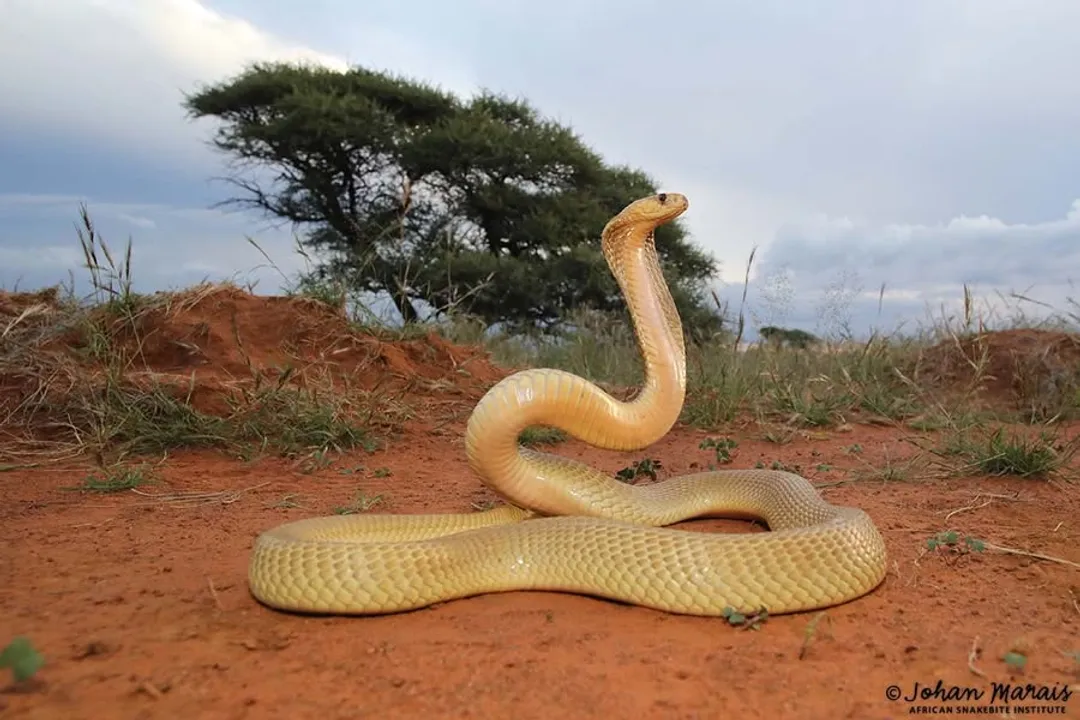 Yellow Cobra Physical Characteristics