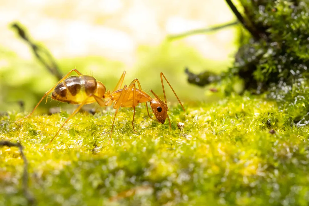 What is the feeding classification of the Yellow Crazy Ant, *Anoplolepis gracilipes*?