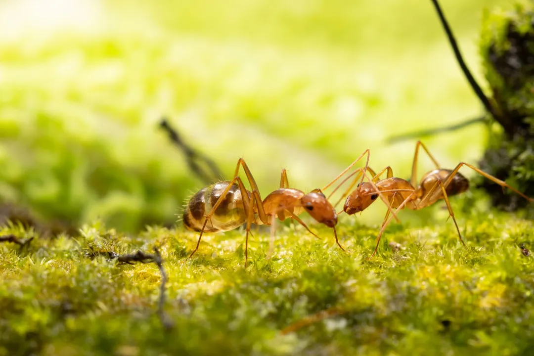 What term describes the yellow crazy ant's system featuring multiple fertile queens?