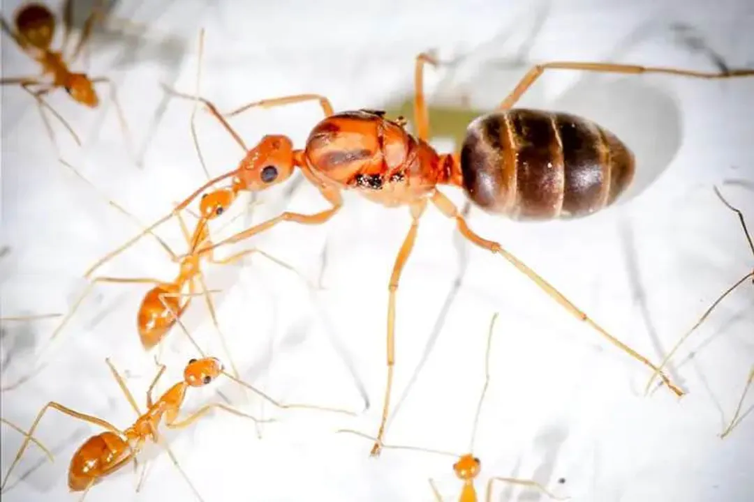 Yellow Crazy Ant Locations, Global Spread