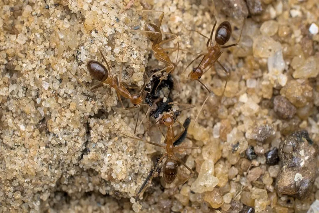 Yellow Crazy Ant Locations, Australian Distribution