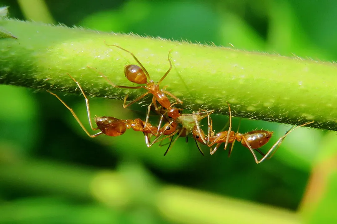 Yellow Crazy Ant Physical Characteristics, Comparative Morphology
