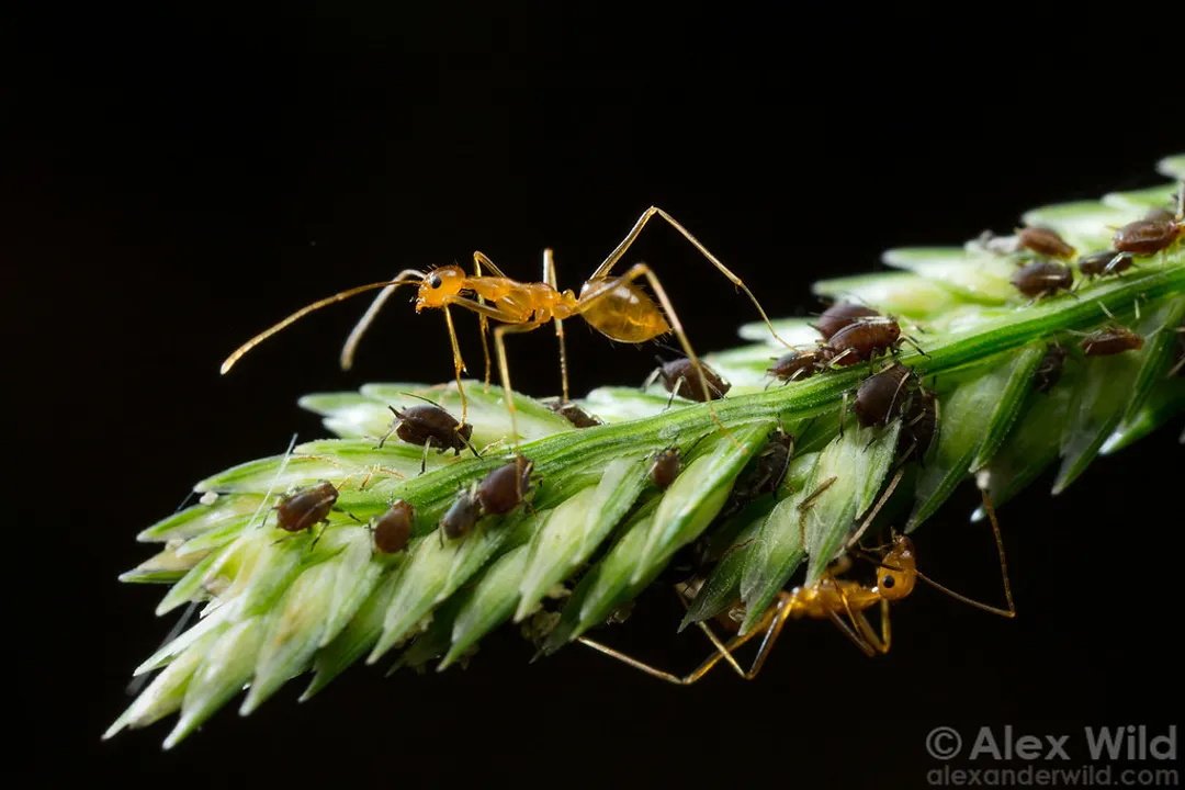 Yellow Crazy Ant Scientific Classification, Phylum Arthropoda