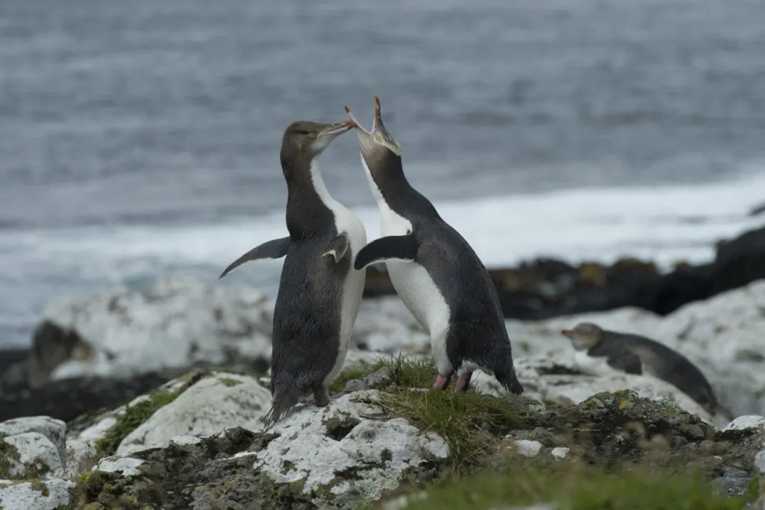 Yellow-Eyed Penguin Diet