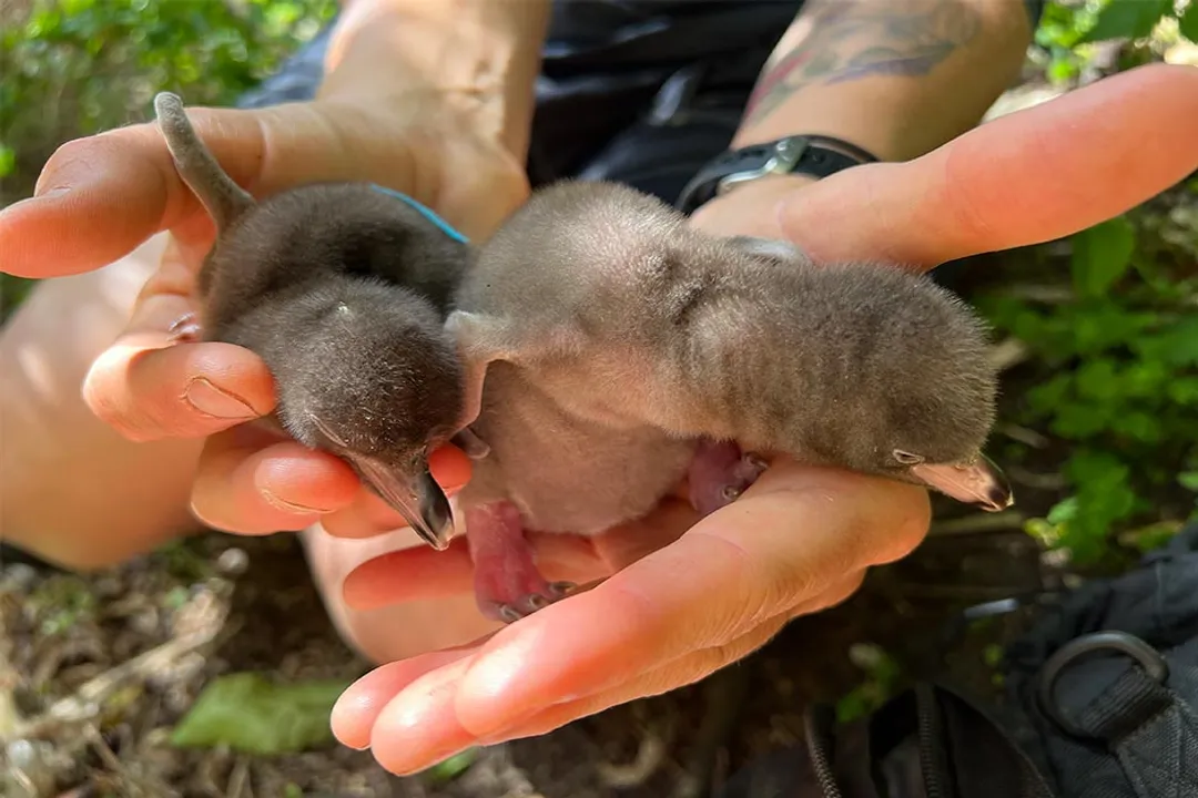 Yellow-Eyed Penguin Evolution, Hoiho Genetics