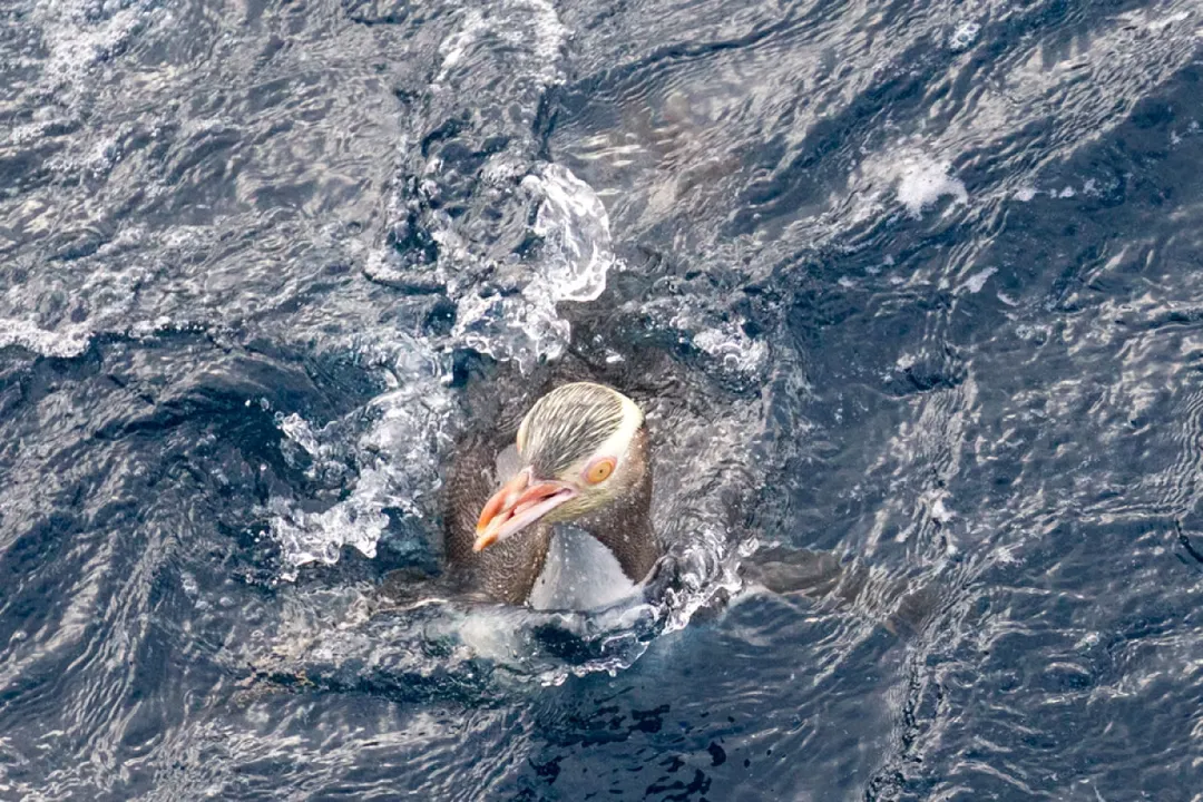 Yellow-Eyed Penguin Facts, Geographic Spread