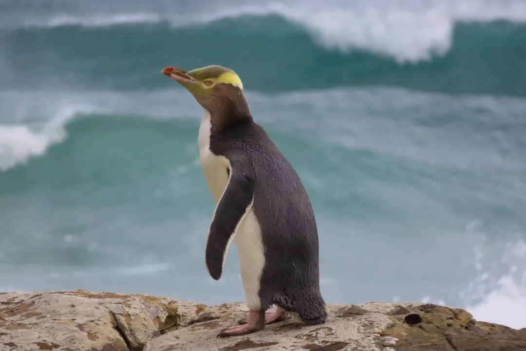 Yellow-Eyed Penguin Scientific Classification, Genus Singularity